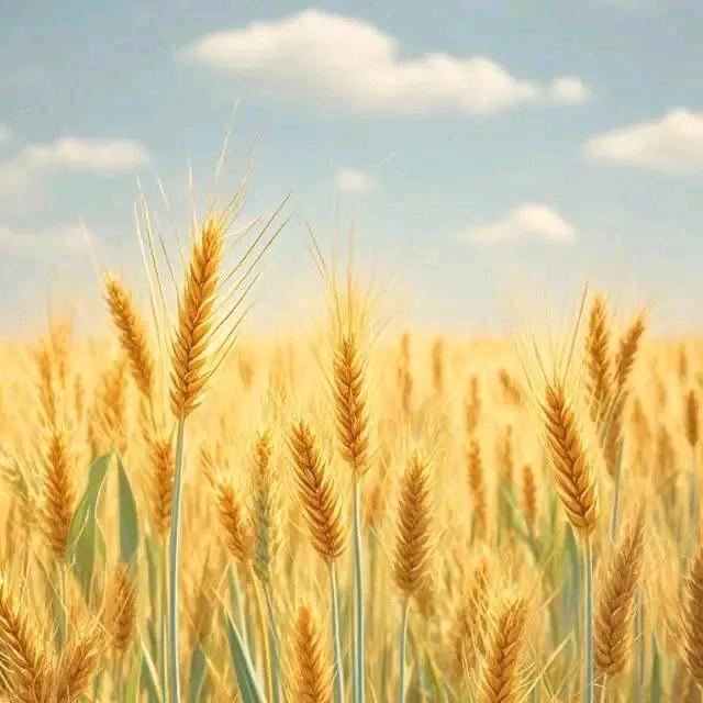 胖兜兜🌾🌾