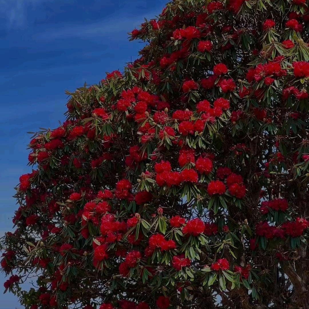 夏宫中餐厅芜湖热门直播号
