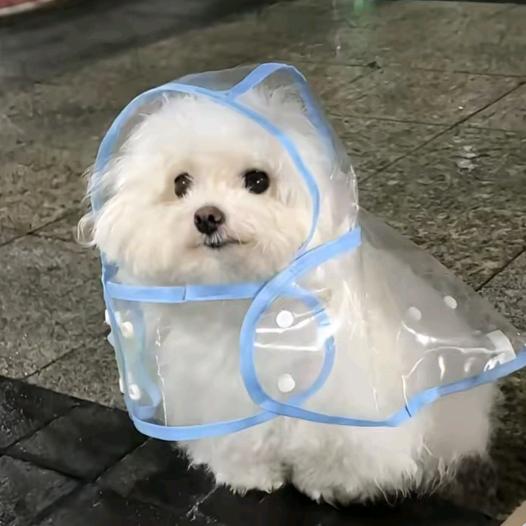不熬叶
