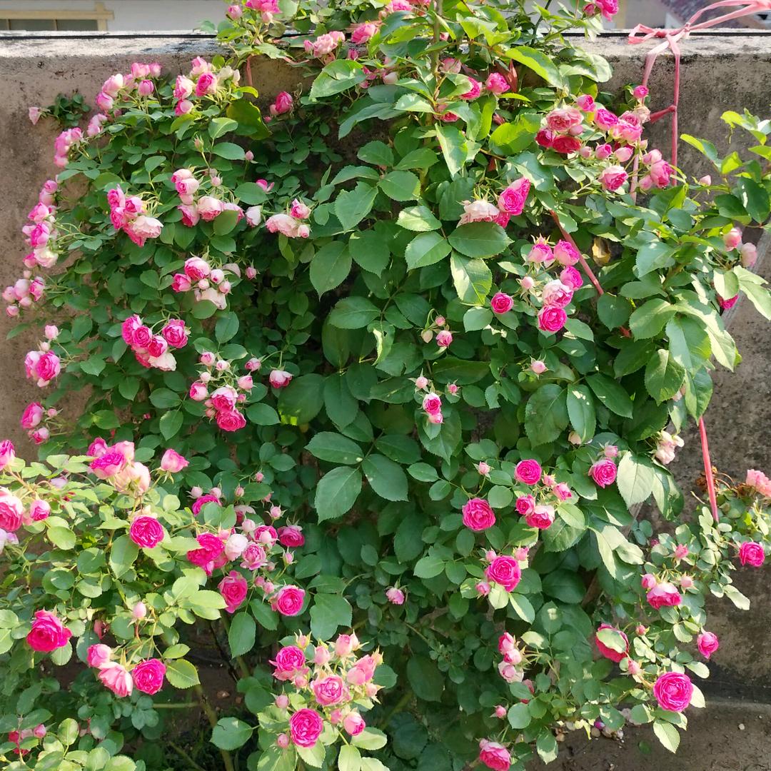胡荣礼