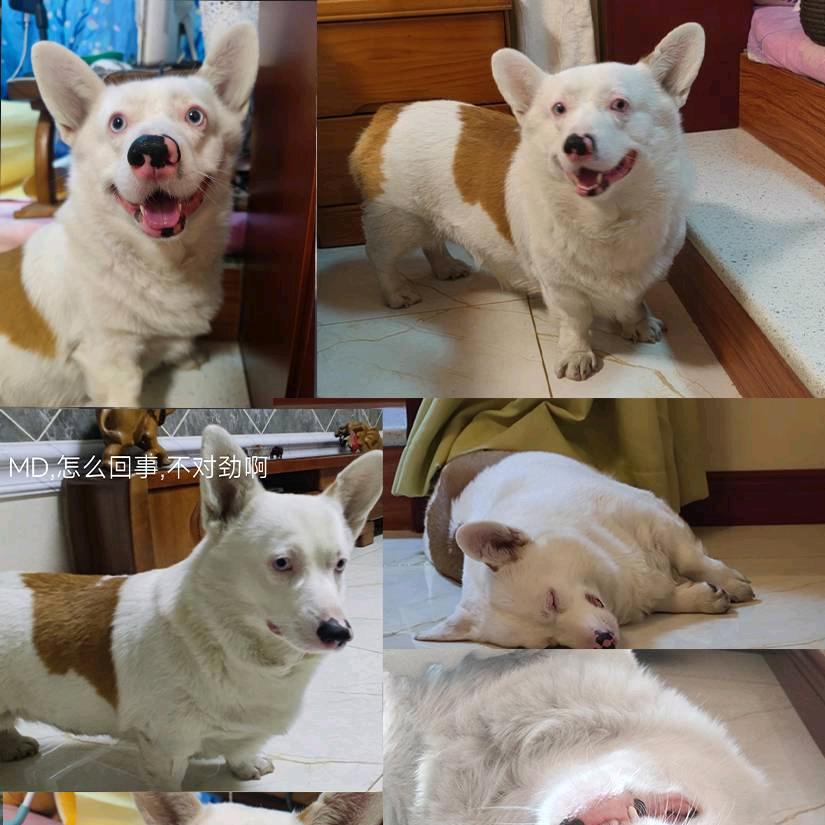 抖音别吞我弹幕