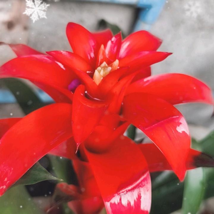 吉祥止止头 像
