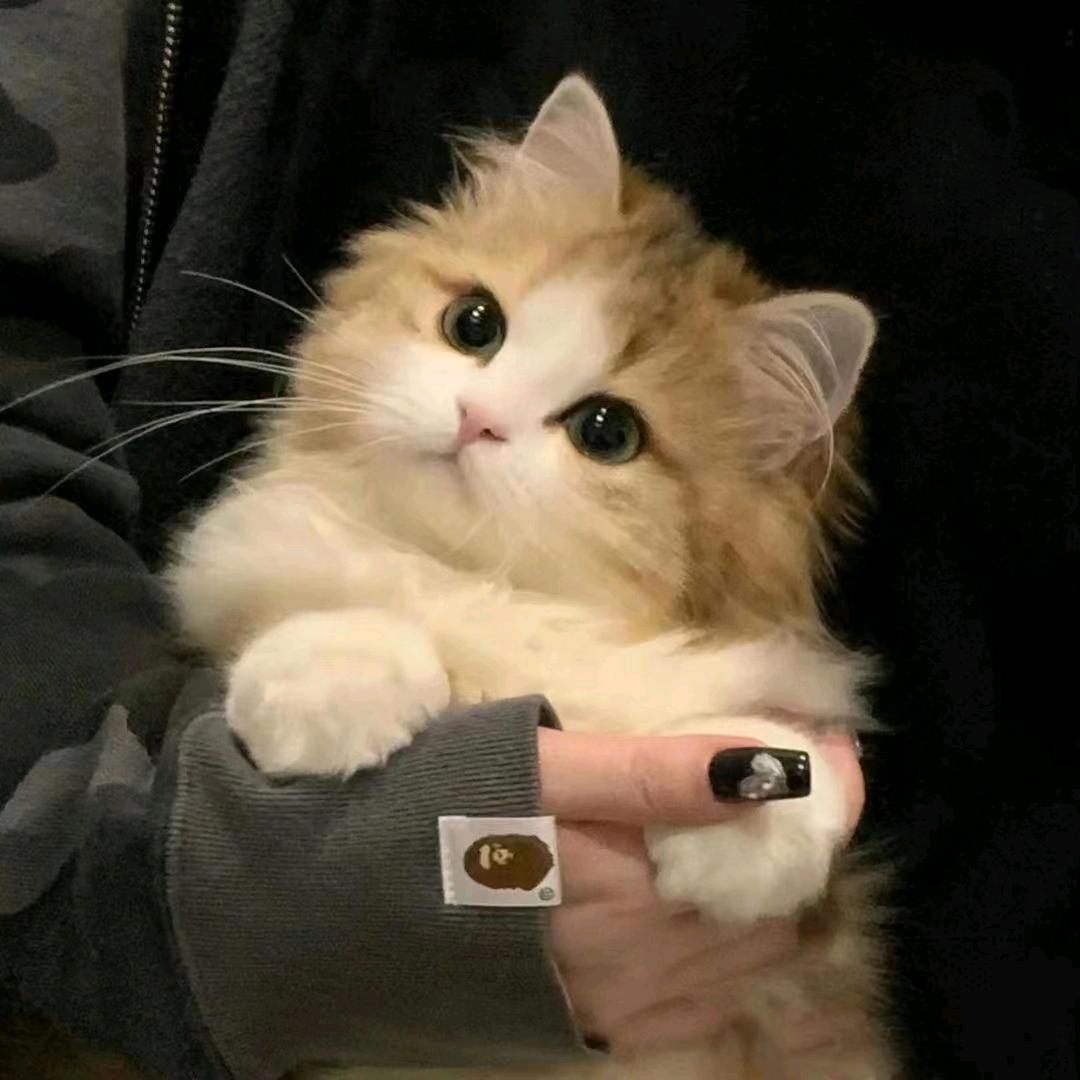 z☡zᶻ  D