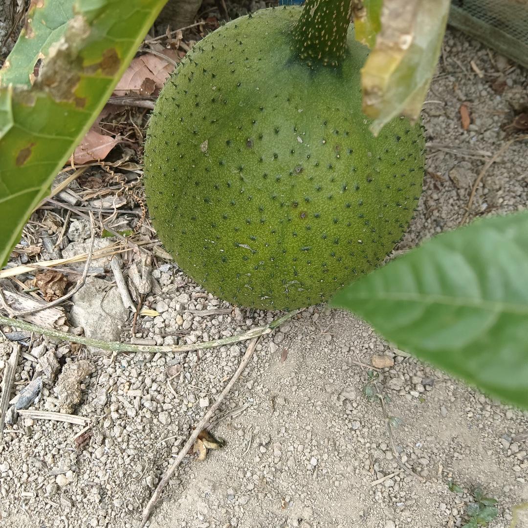 阿哈