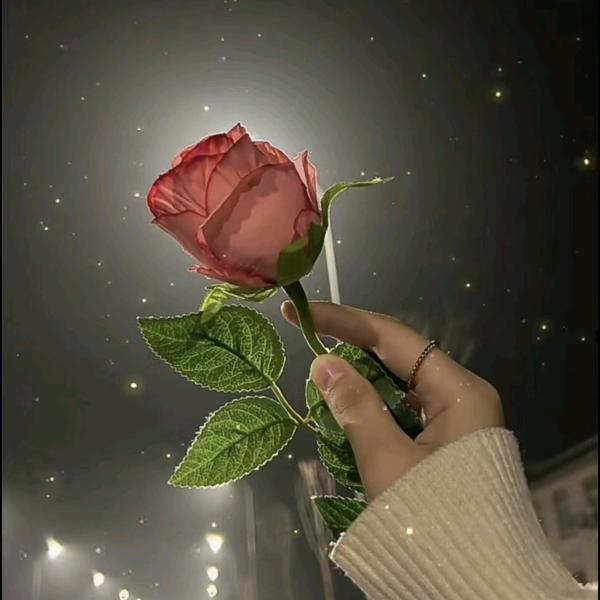 🌹无可取代🌹