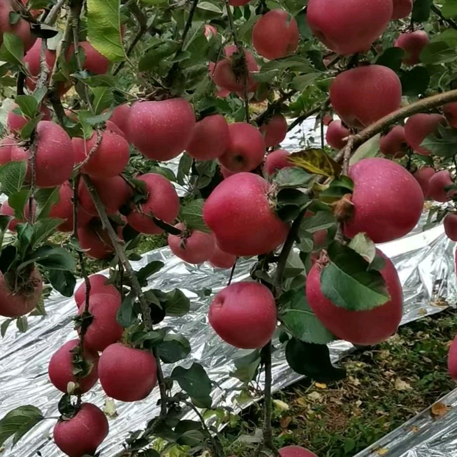 岭上苹果
