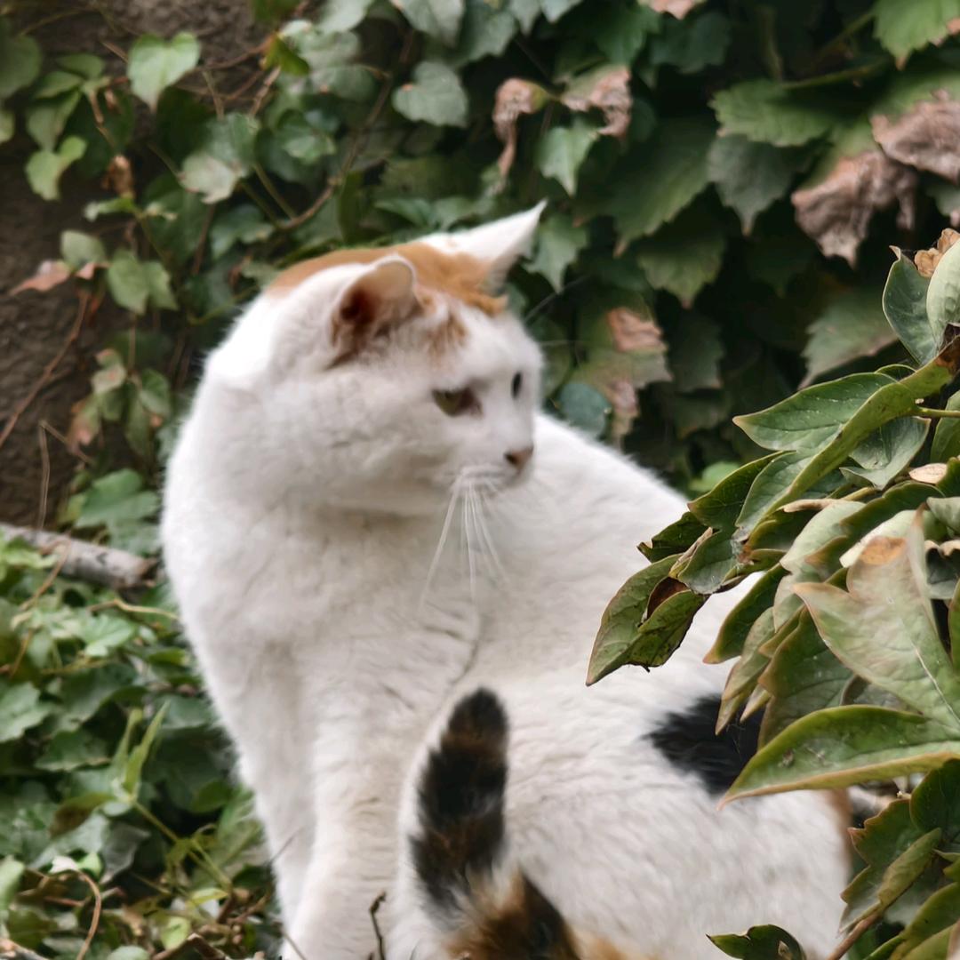 yoki