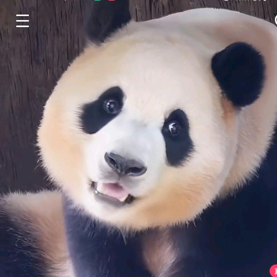 胡天八月