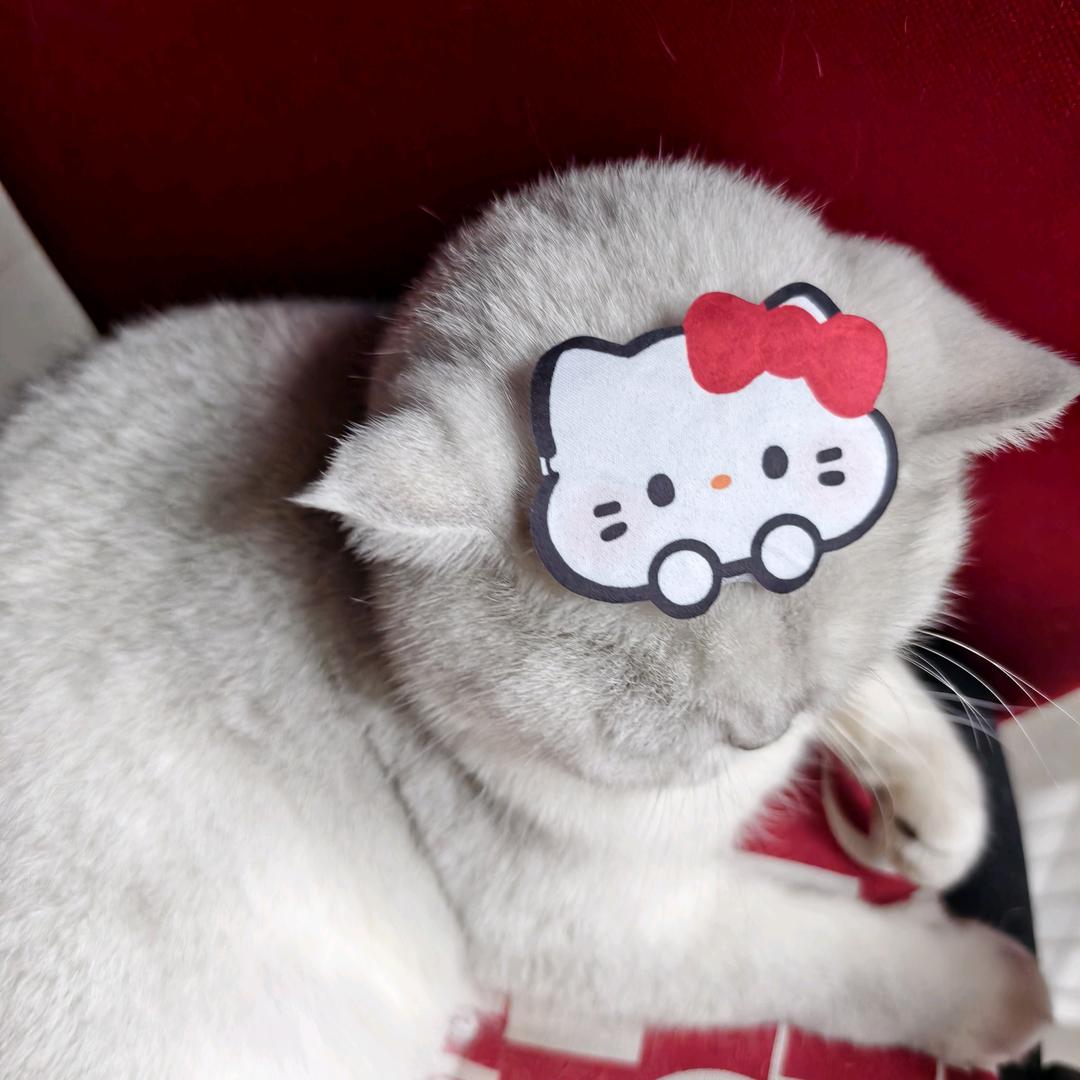 猫猫❤️