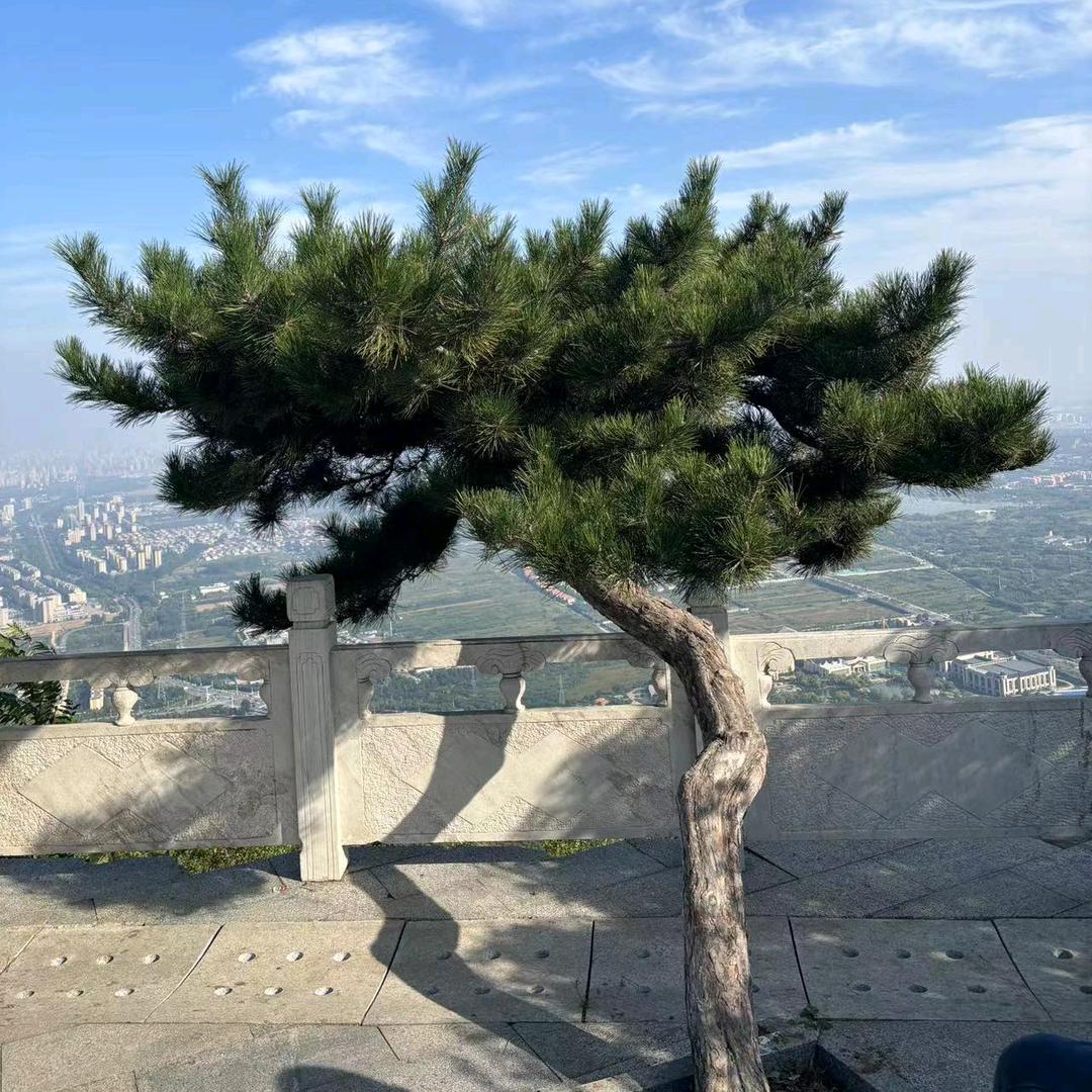 起风了.