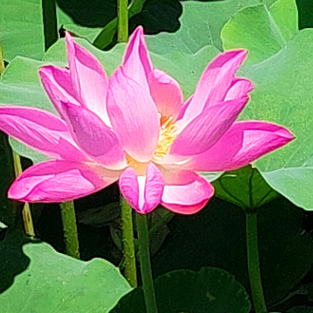 四川妹