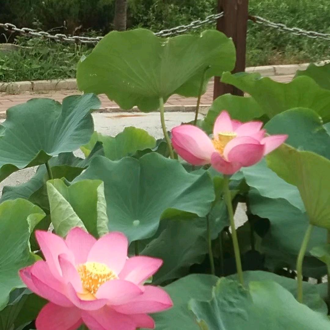 泰安房产萍姐好房推荐