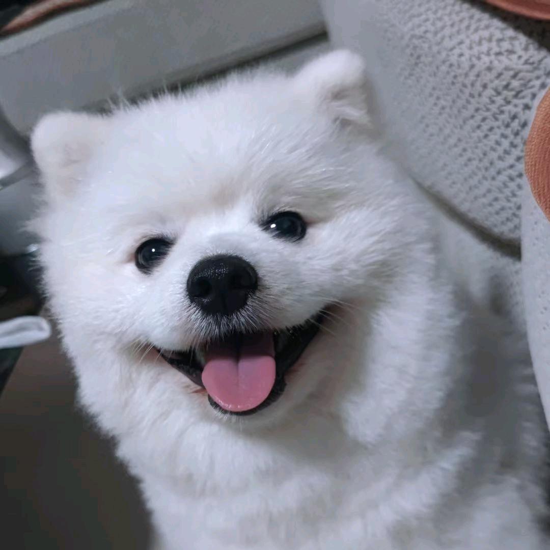 阿蒙