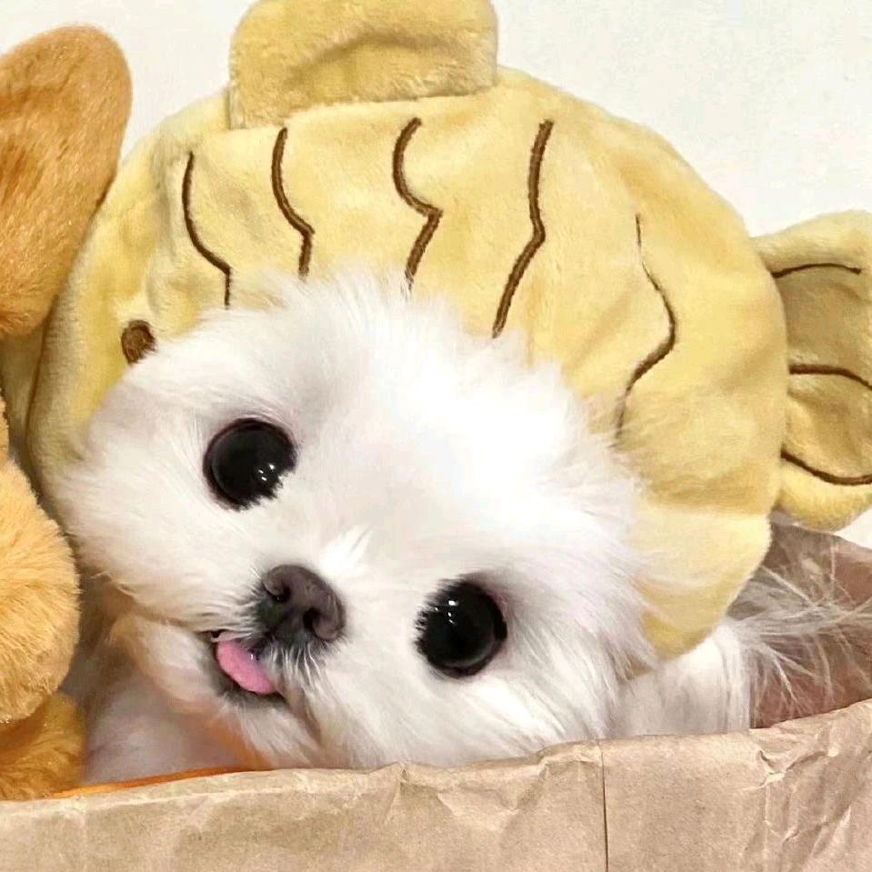 二猫头像
