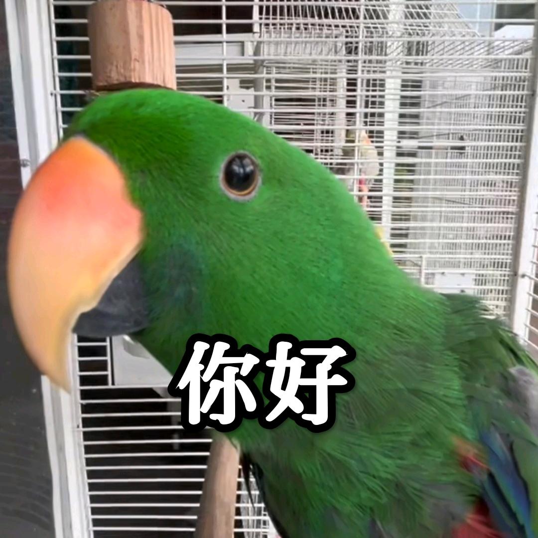 玩蛋