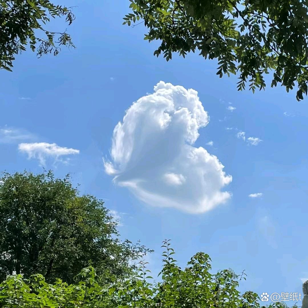 清水莲花