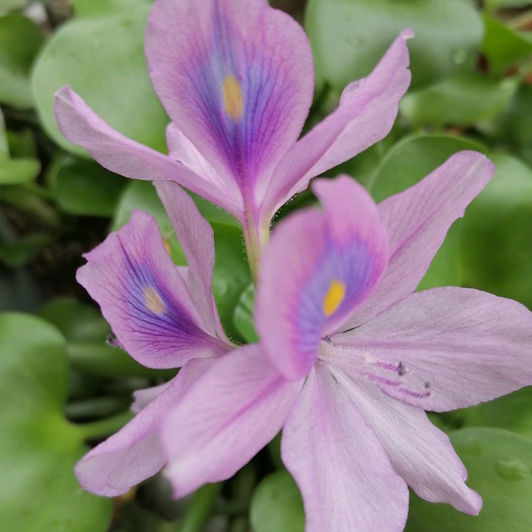 🎋富甲一方🎍