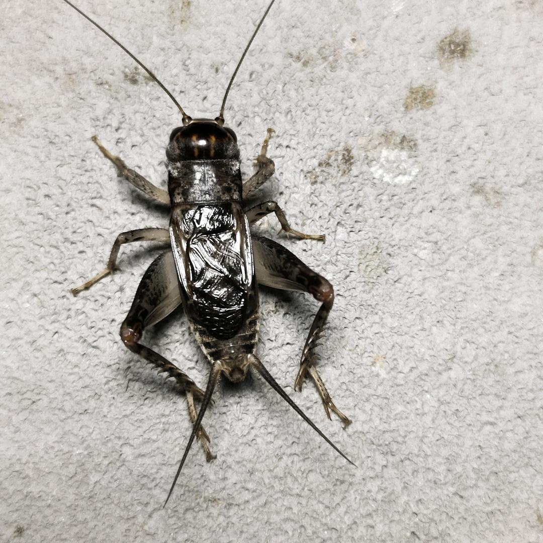 乐陵！啊龙蟋蟀