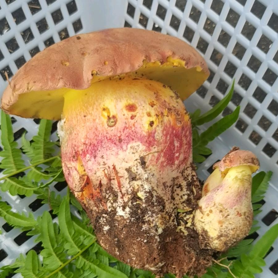 一只菇的山货店