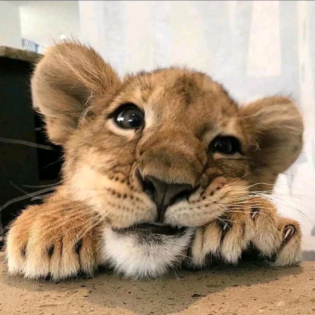 little tiger