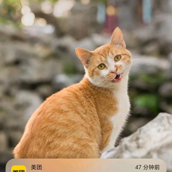 乌龟，发亮人，跳舞人