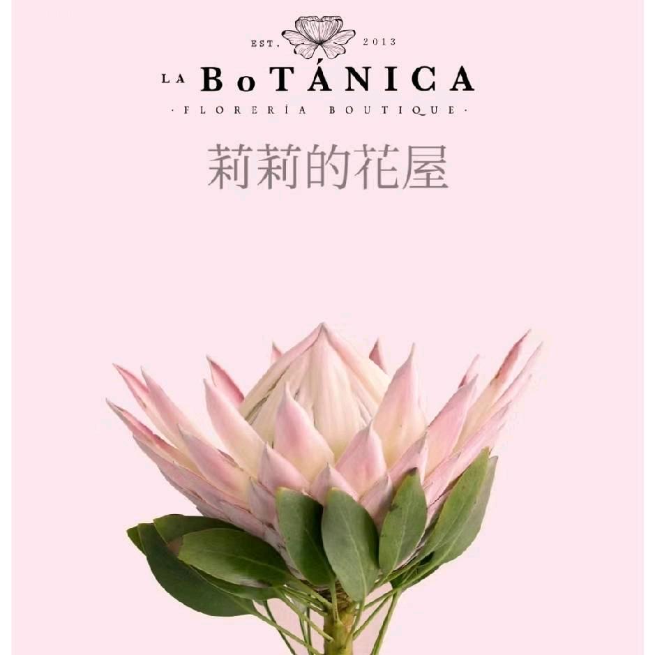 莉莉的花屋鲜花批发