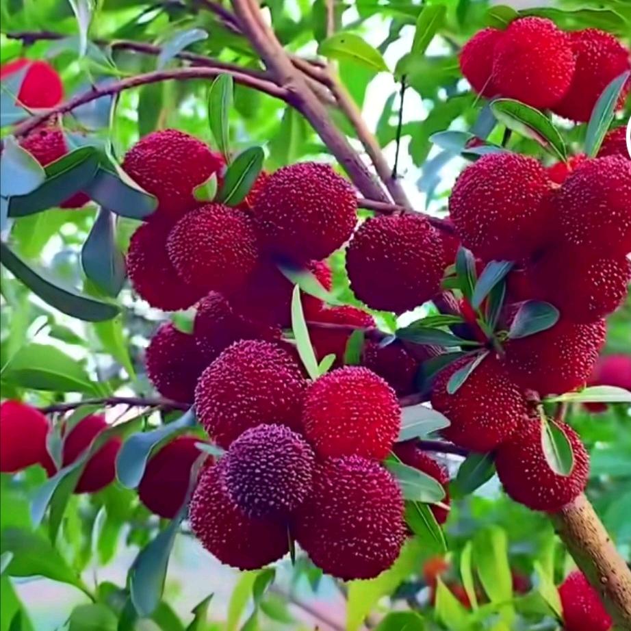 广州🎈🎈澳园