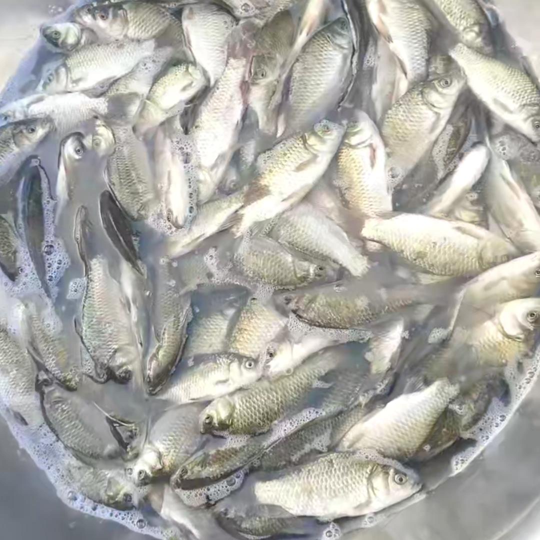 传统野钓🎣