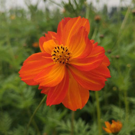 燕南飞(电子章)