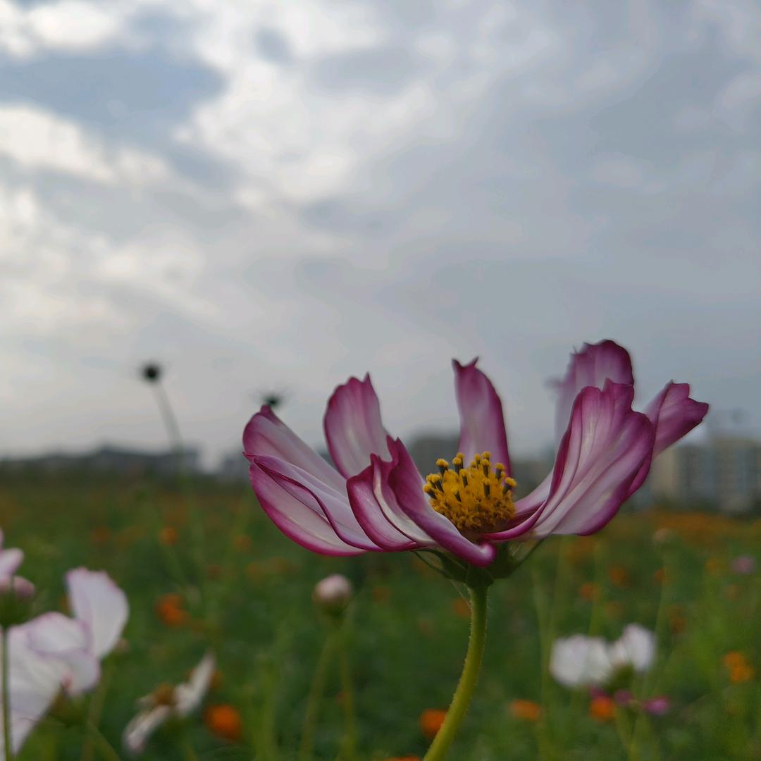 小小诺