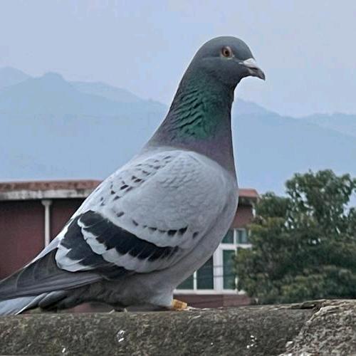 齡寶寶