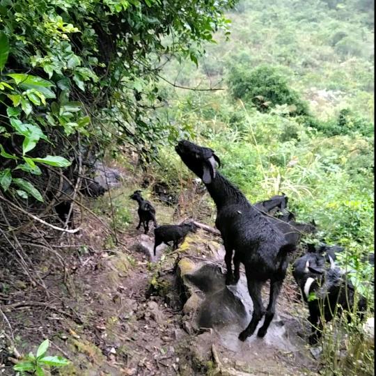 放养黑山羊