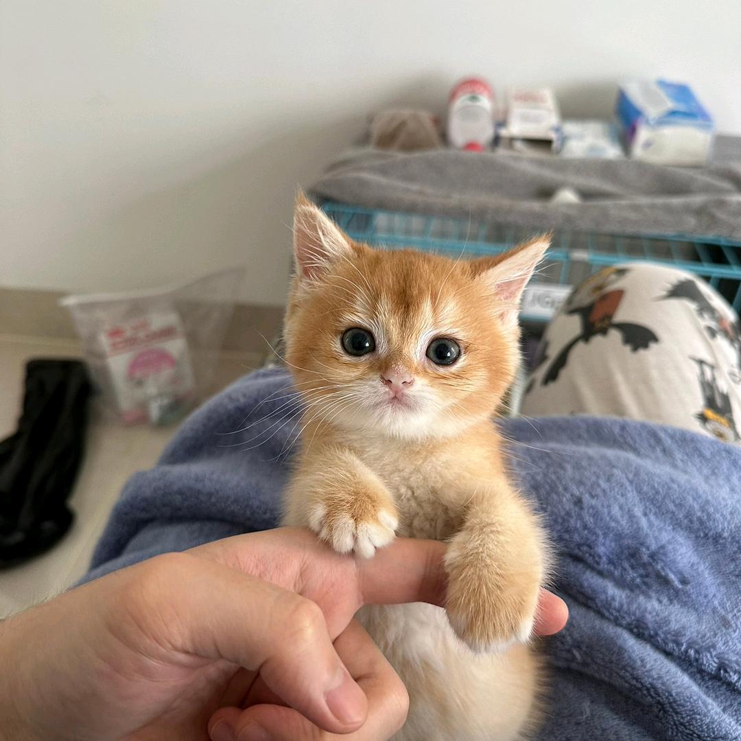 安琪不是安琪拉