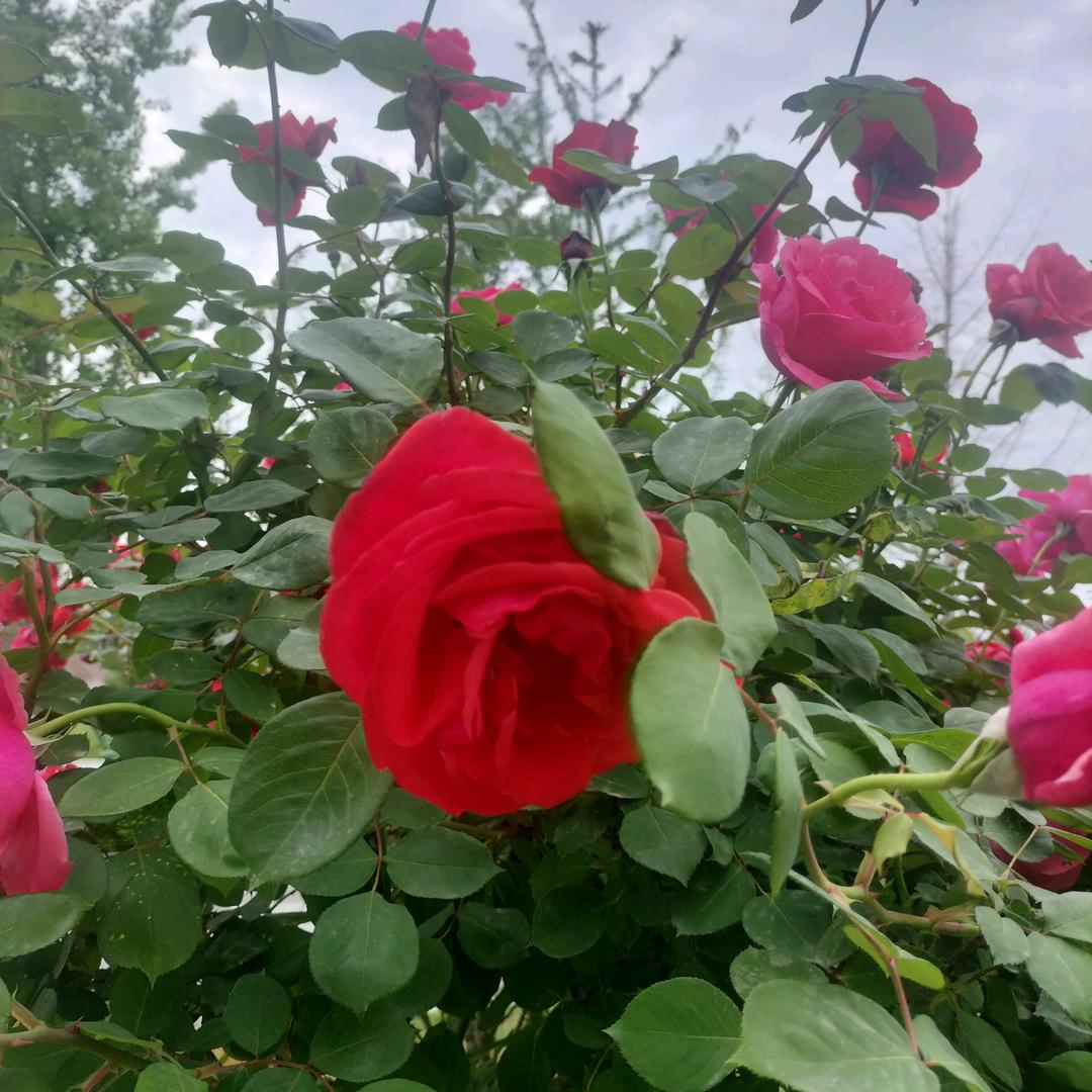 🌸🌸萍萍🌷🌷