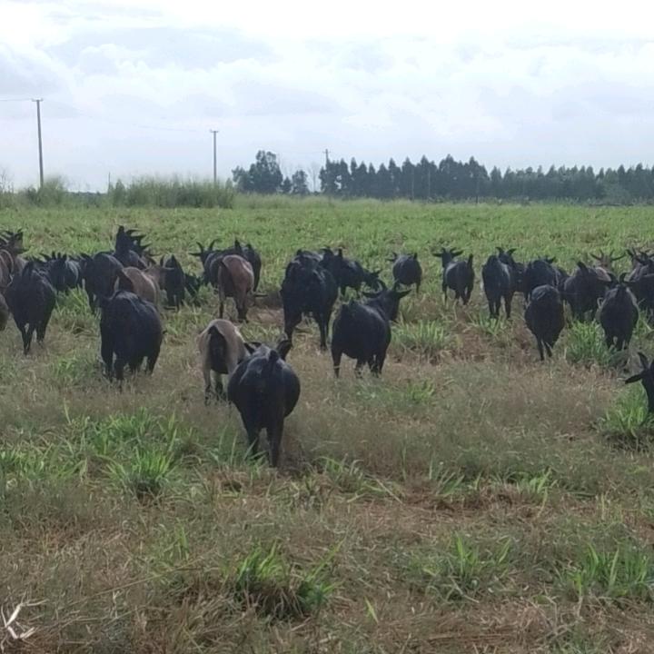孤狼