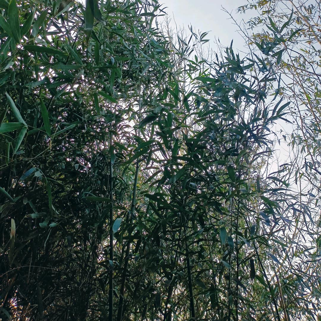 @顺心如意