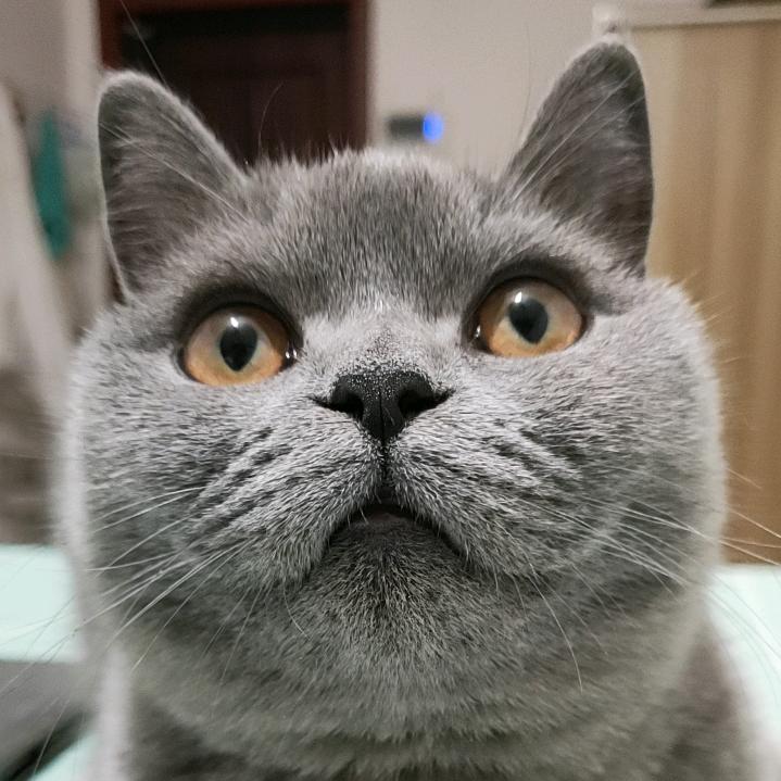 奶酪🐱肉肉🐱