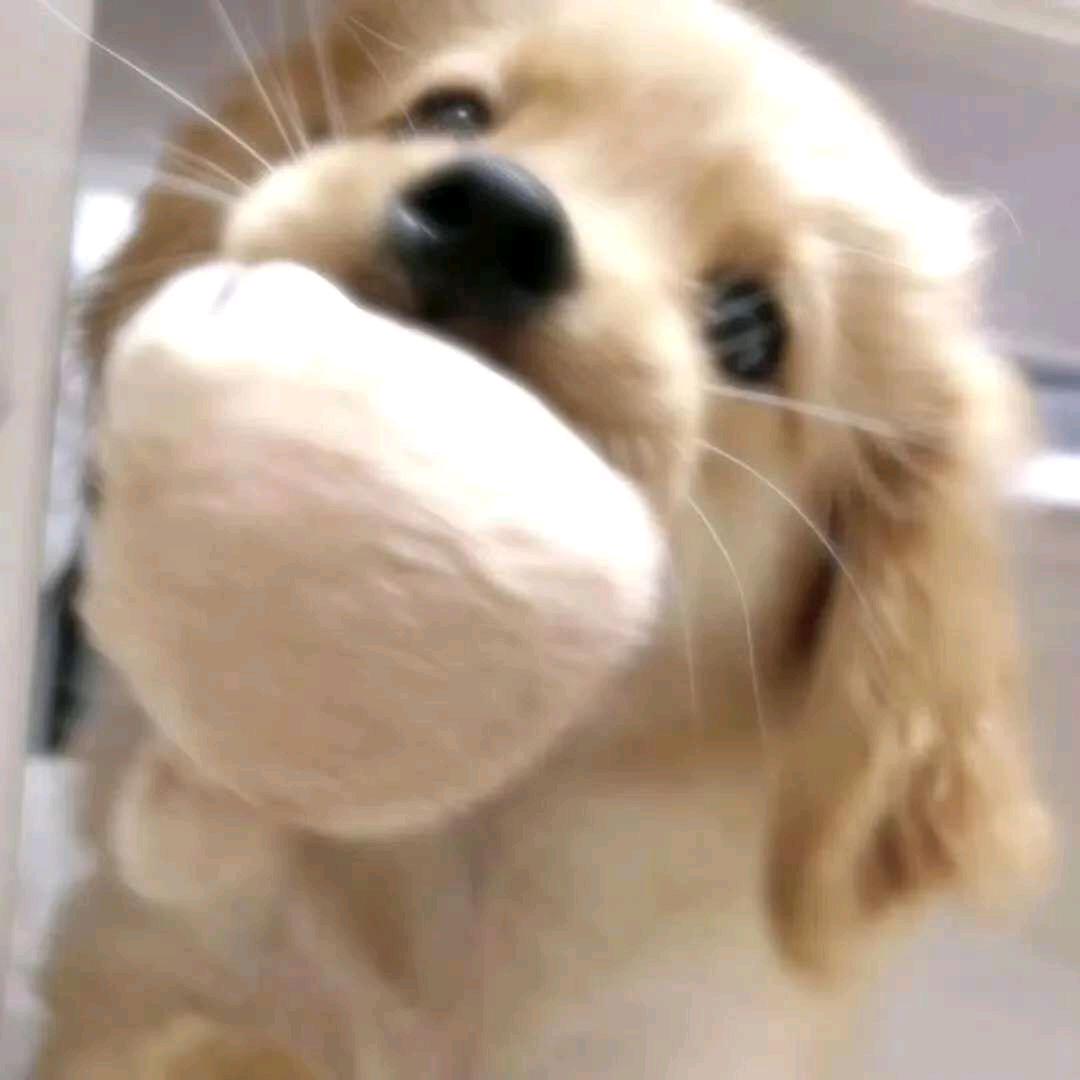 柏粥