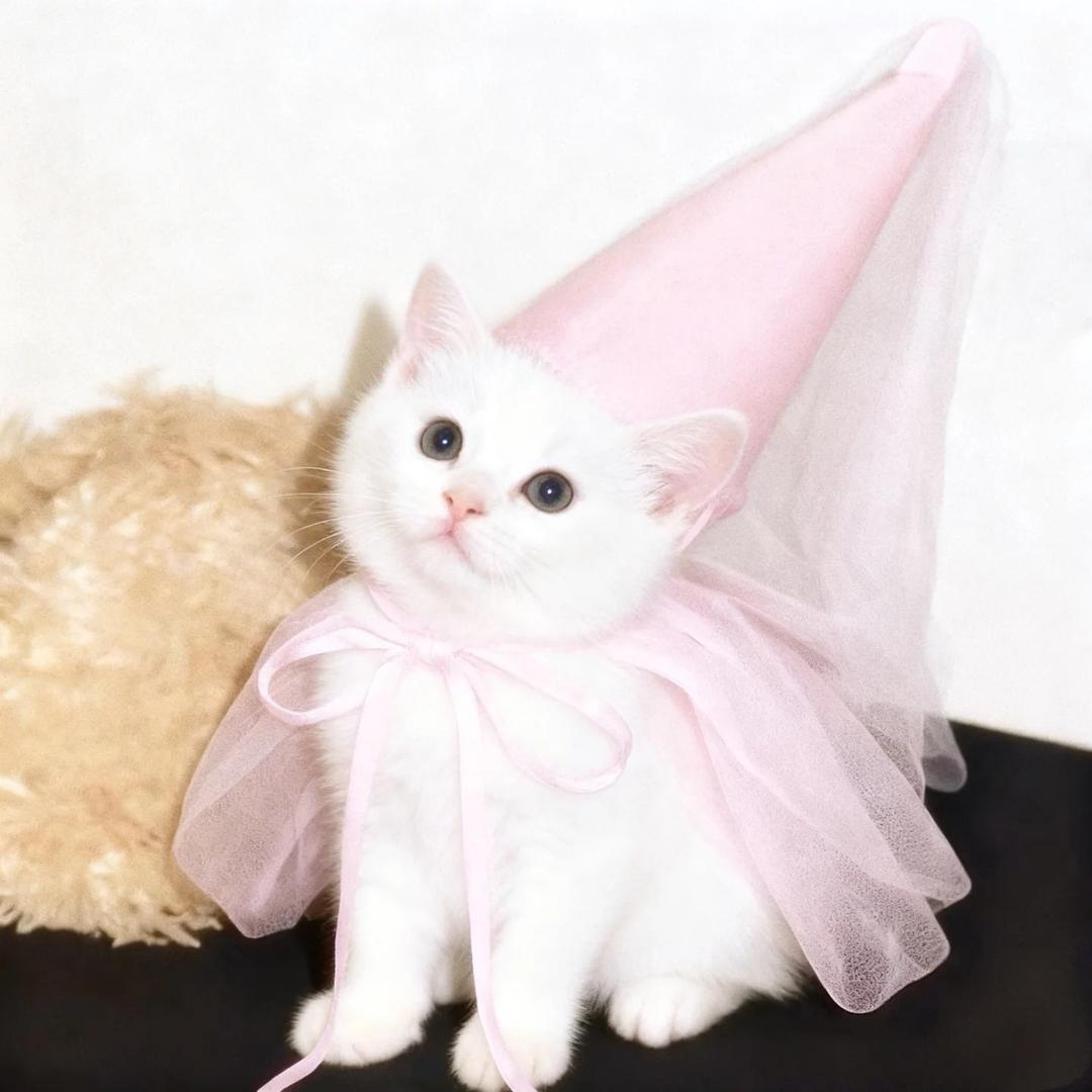 小乔（约拍版😼）