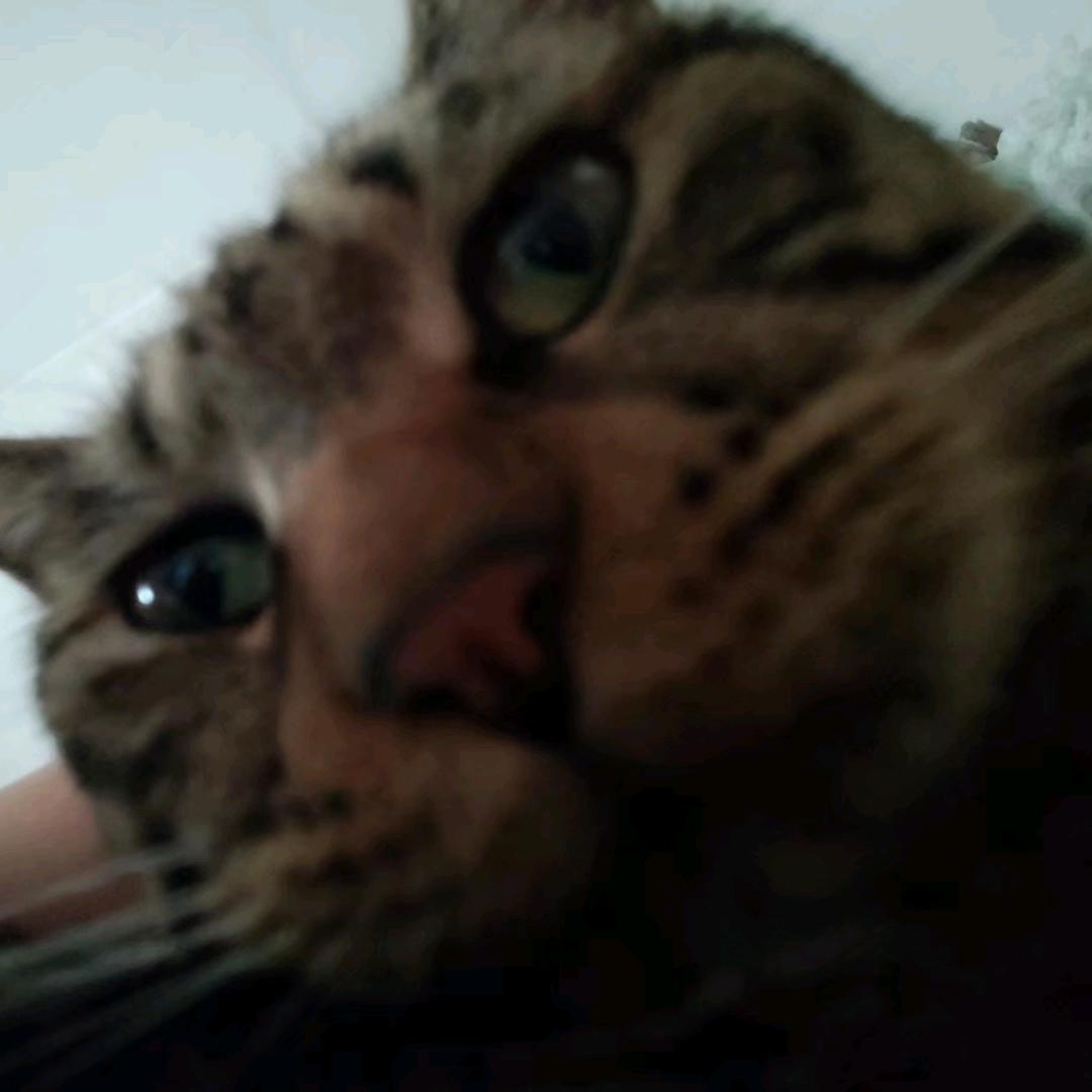 猫猫祟祟头像