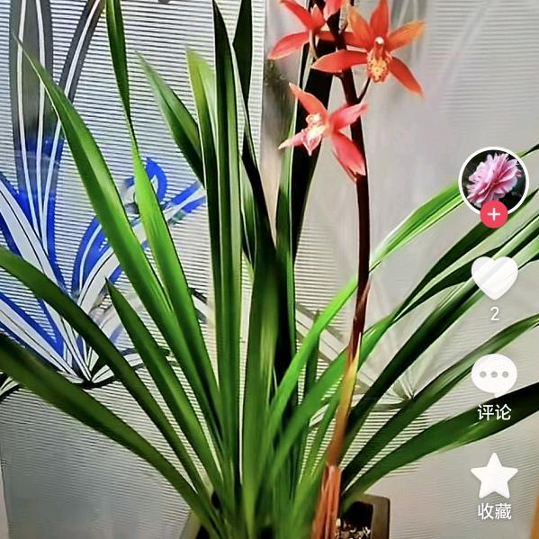🐴上有💵💐