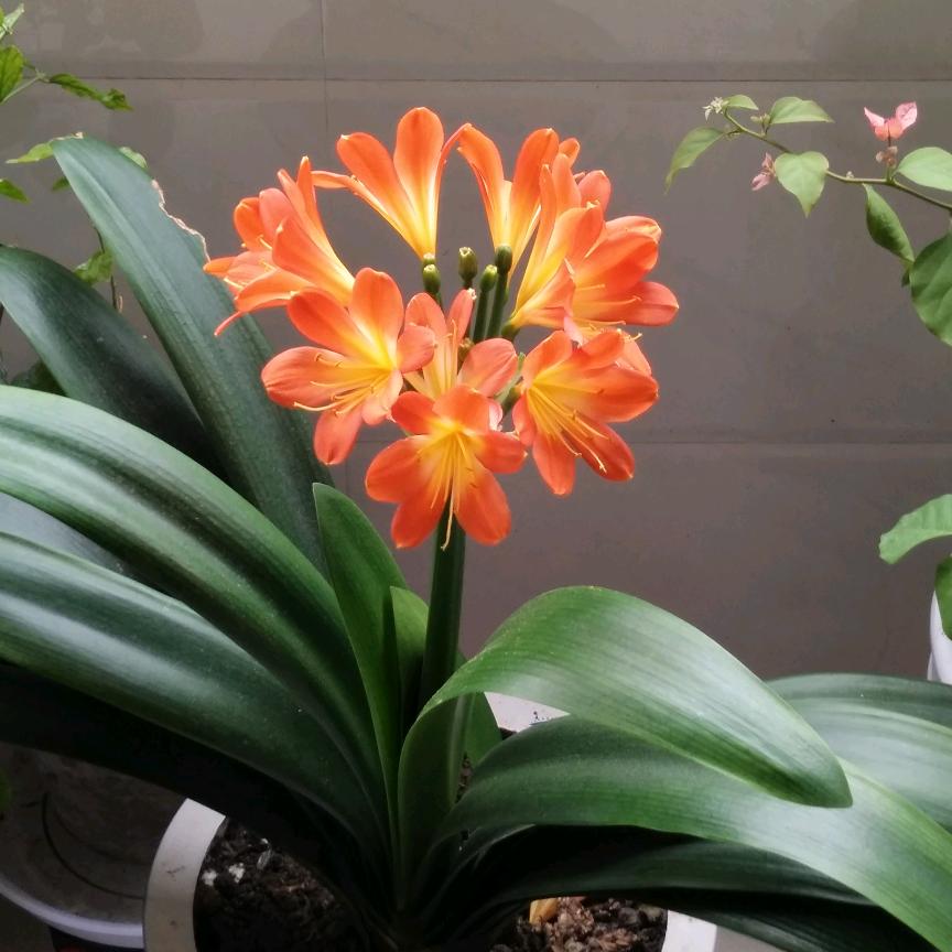 ζ爱҉拼ృ才໊会໊赢໊࿐ᩚ