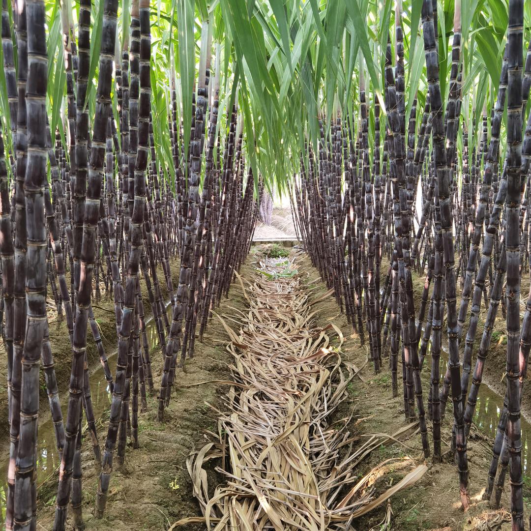 广西表哥的农产品