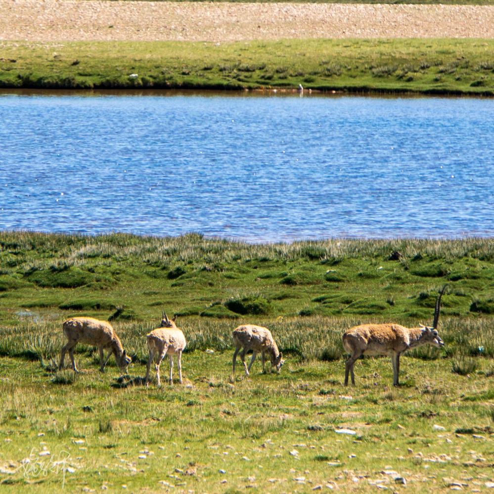 那曲申扎县色林措 野保员
