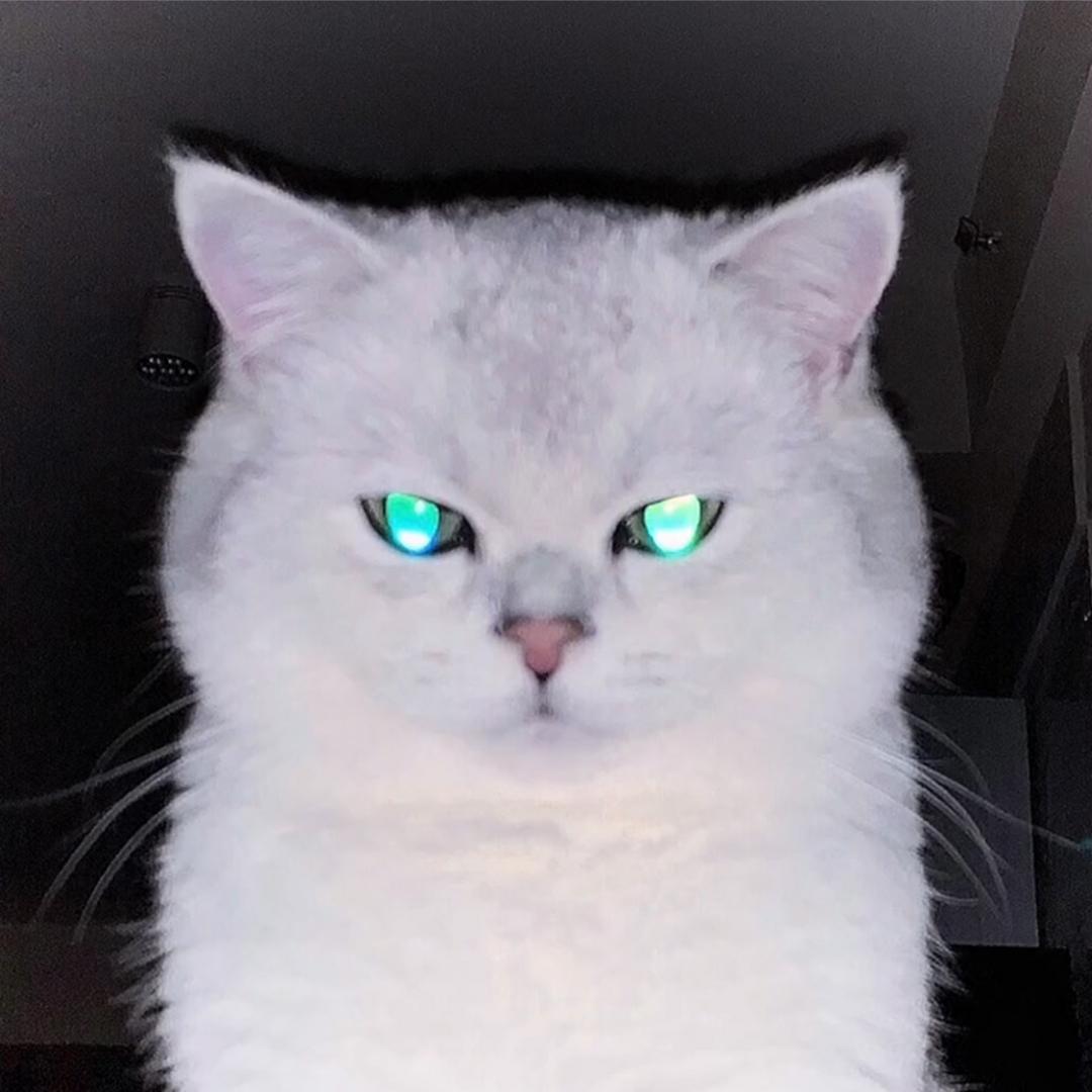 超膘猪精