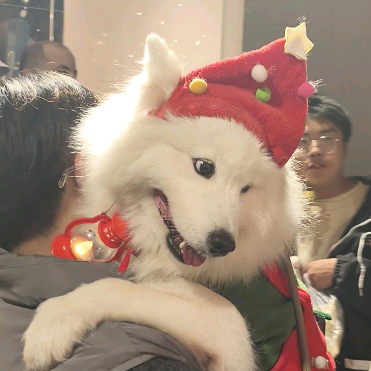 菠萝🍍吹雪🌨️