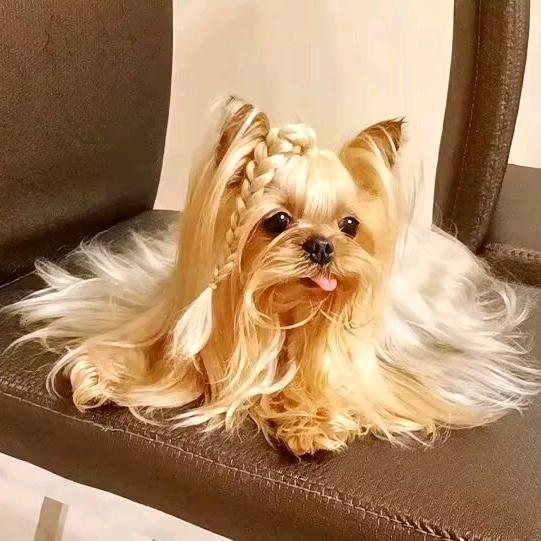 小约丽萨