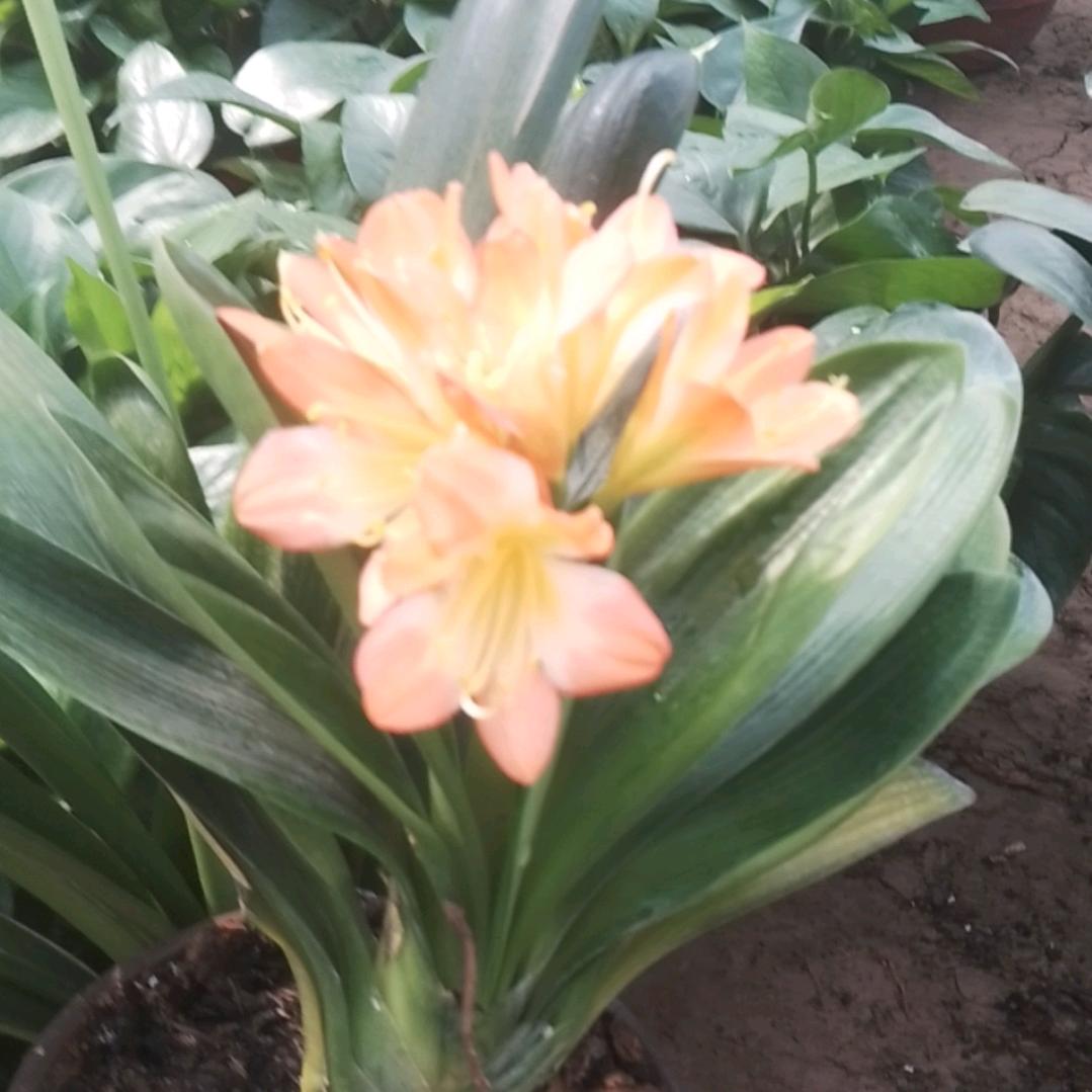 娜娜花卉园艺