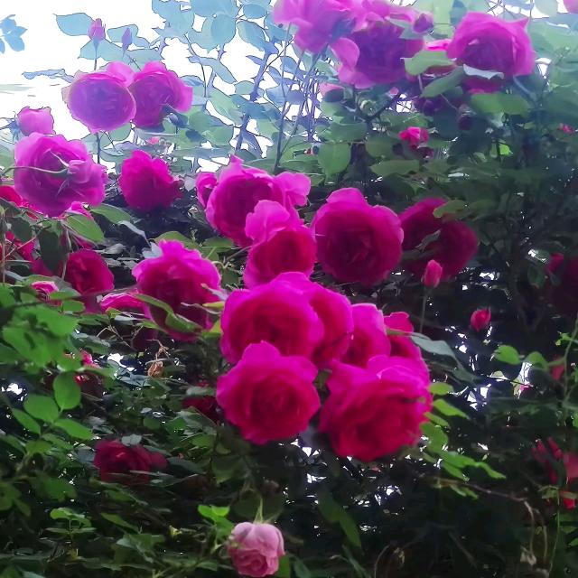 吉祥树爱唱款′爱音乐