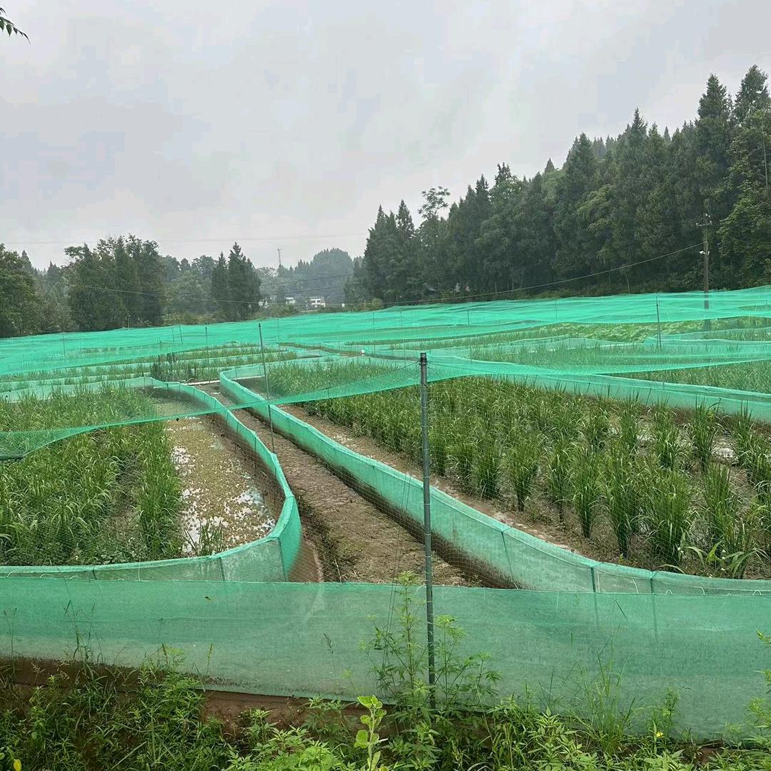 营山辉源稻蛙